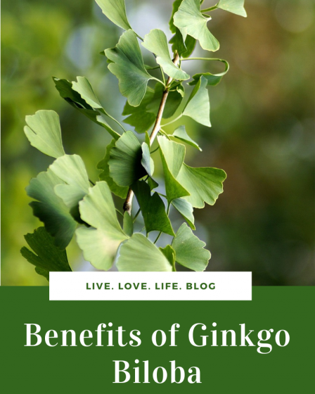 ginkgo biloba