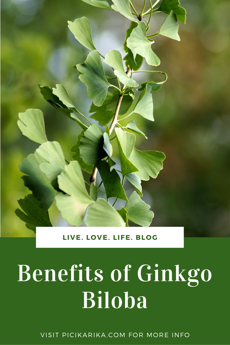 ginkgo biloba